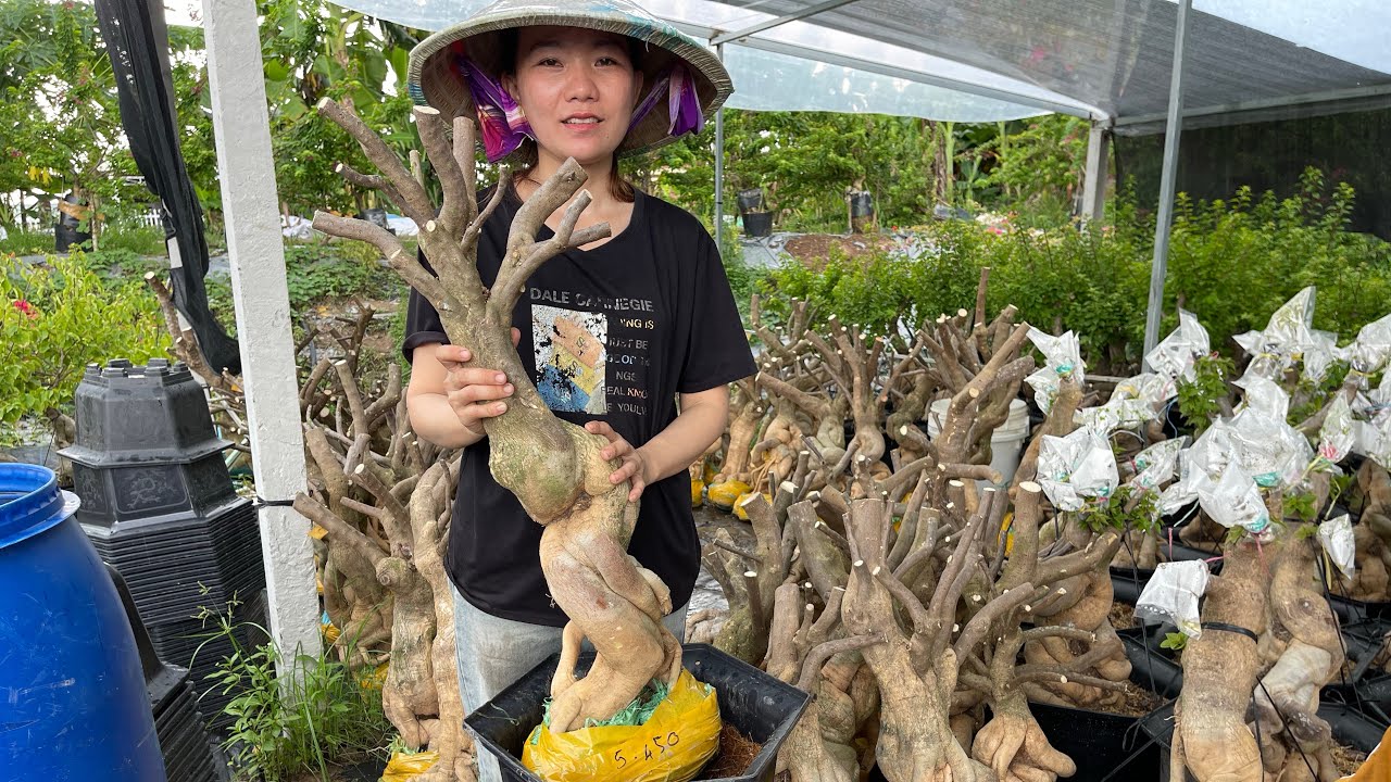 24/10/25 Giao lưu phôi hoa giấy Mỹ lh 0329.360.512