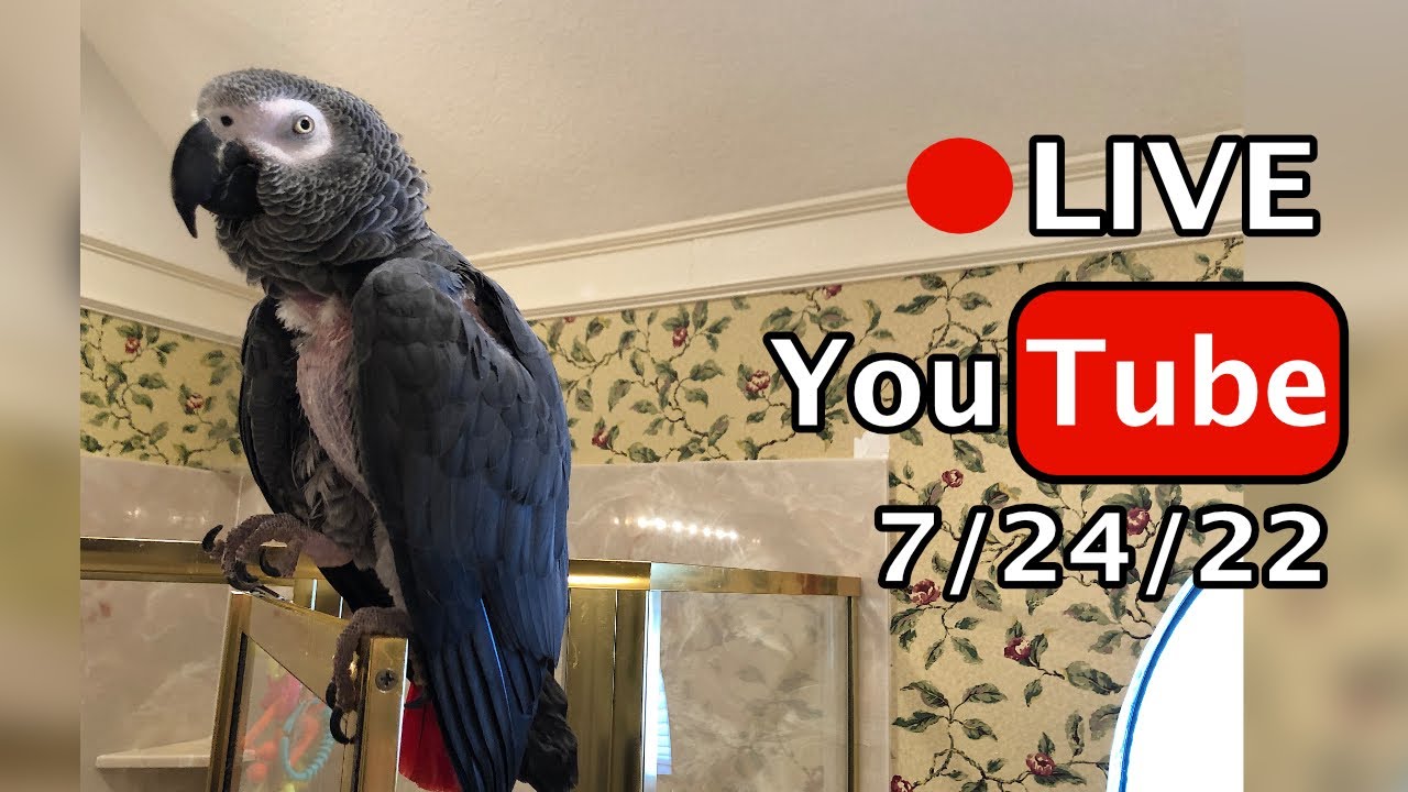 🔴🐦Einstein Parrot LIVE! 7/24/2022