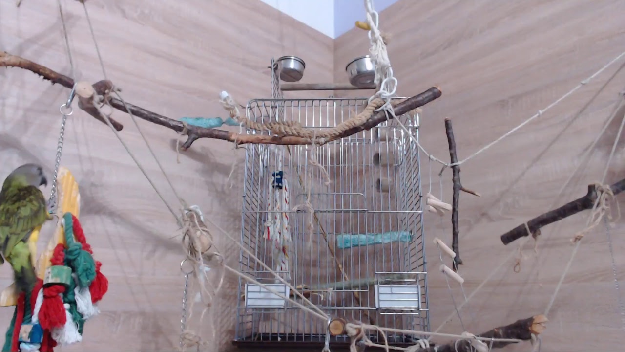 Ferda - Livestream (Senegal Parrot)