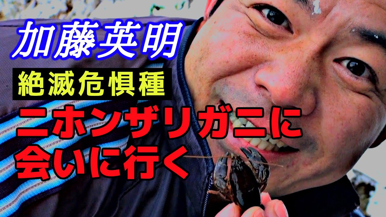 31.凍てつく秘境の川に潜入！絶滅危惧種ニホンザリガニに会いに行く