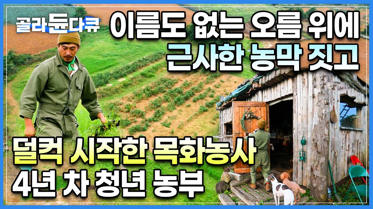 4년째 수입 무일푼이지만.. 목화도 내 인생도 “언젠간 피겠지요”🤗│패션모델 청년이 30대 젊은 나이 귀농해 목화농사 하는 이유👨‍🌾│제주 애월 목화오름│한국기행│#골라듄다큐
