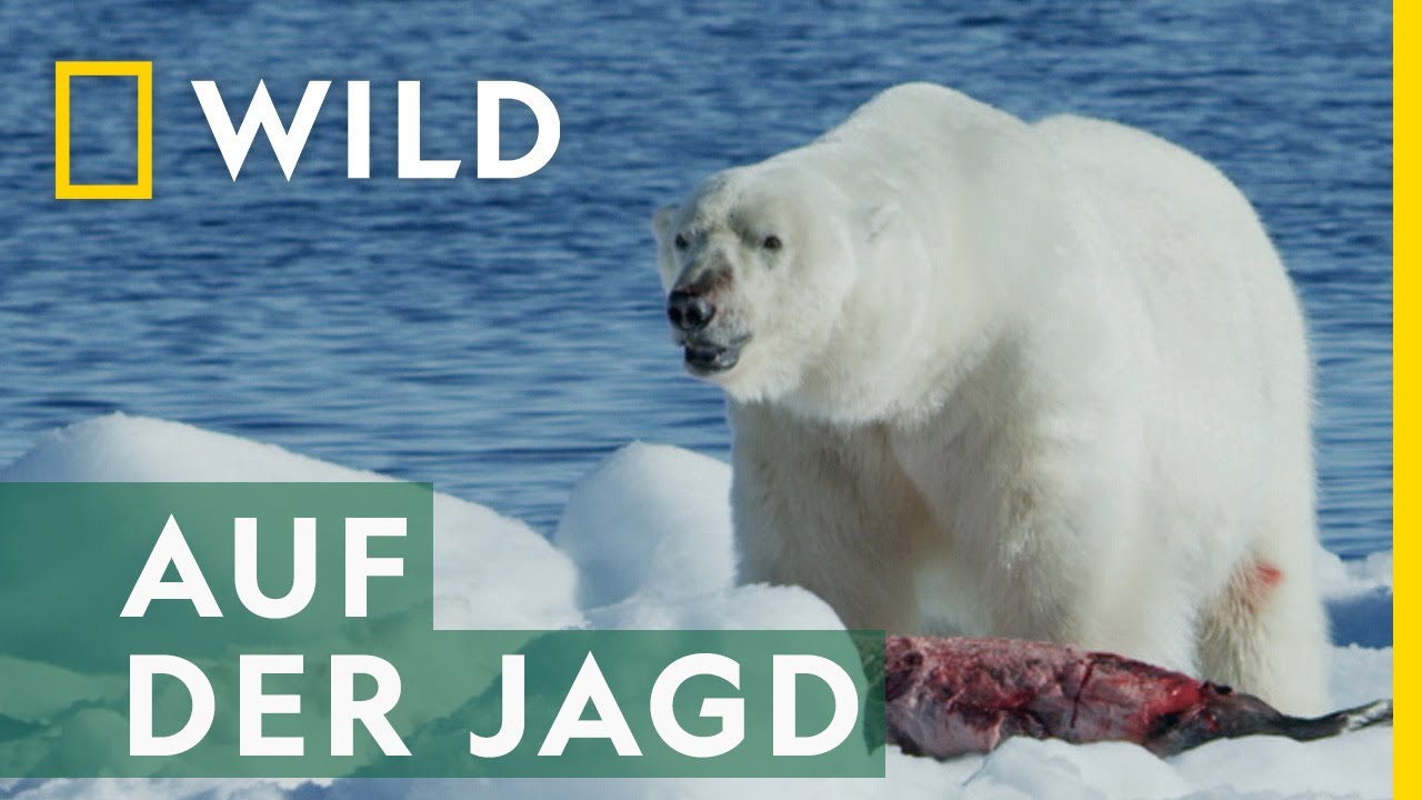 Eisb&auml;ren auf der Jagd | Europas Wildnis