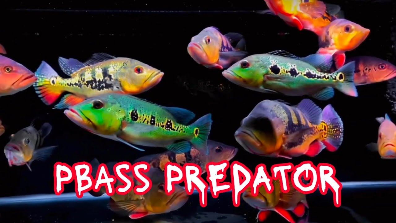 Ikan Pbass Peacock Bass sang predator dengan warna eksotis