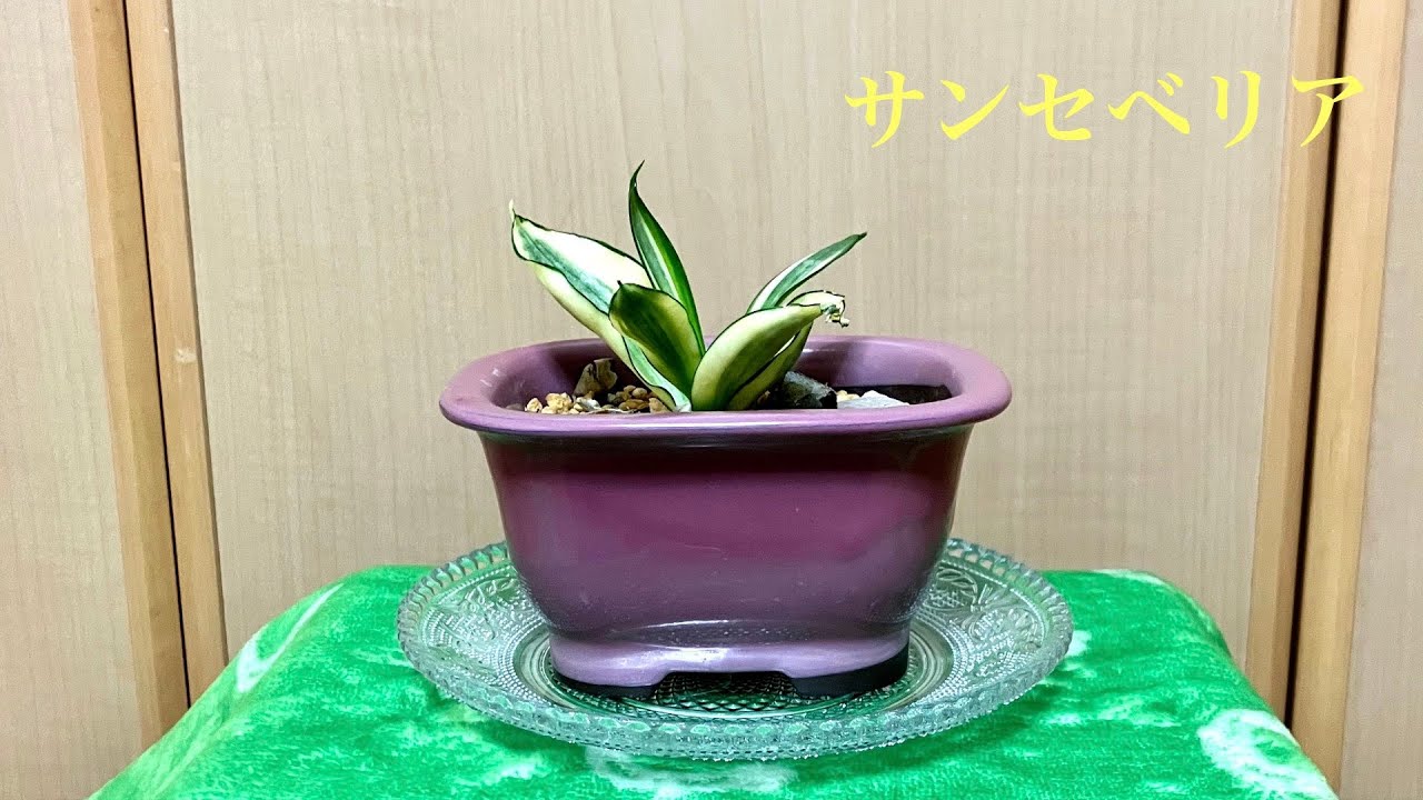【夢物語工房】サンセベリア15 Room plants 小さな観葉植物・観察