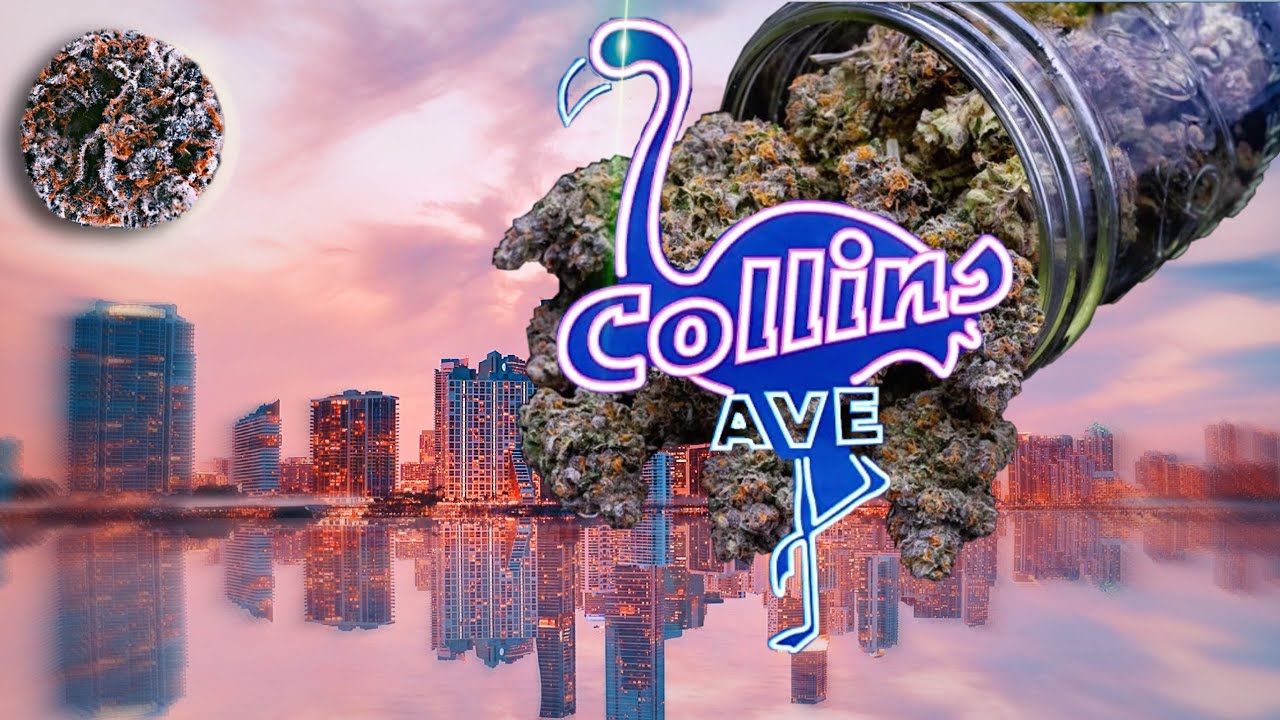 Collins Ave Strain Review 🔥🔥 Best Cookies Strain