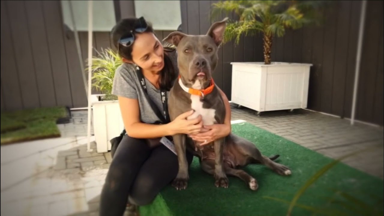 SCOOB! Best Friends Animal Rescue Adoption Promo