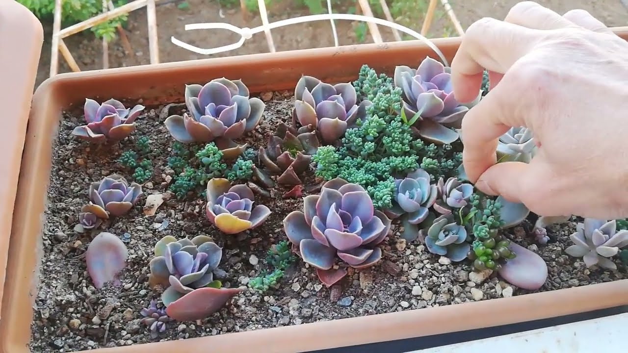 graptoveria albert baynes 🌵❔sevenler burda mı❓🥰