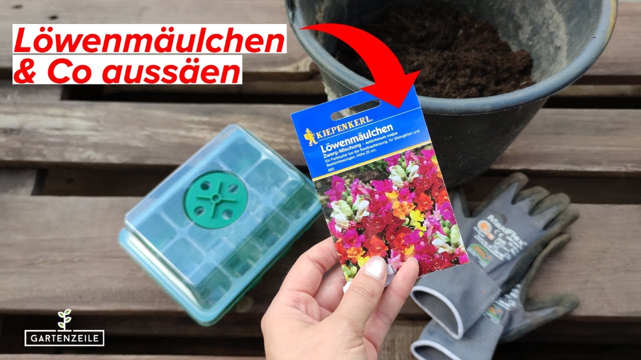 Löwenmäulchen & Co  aussäen - Darauf solltest du unbedingt achten!