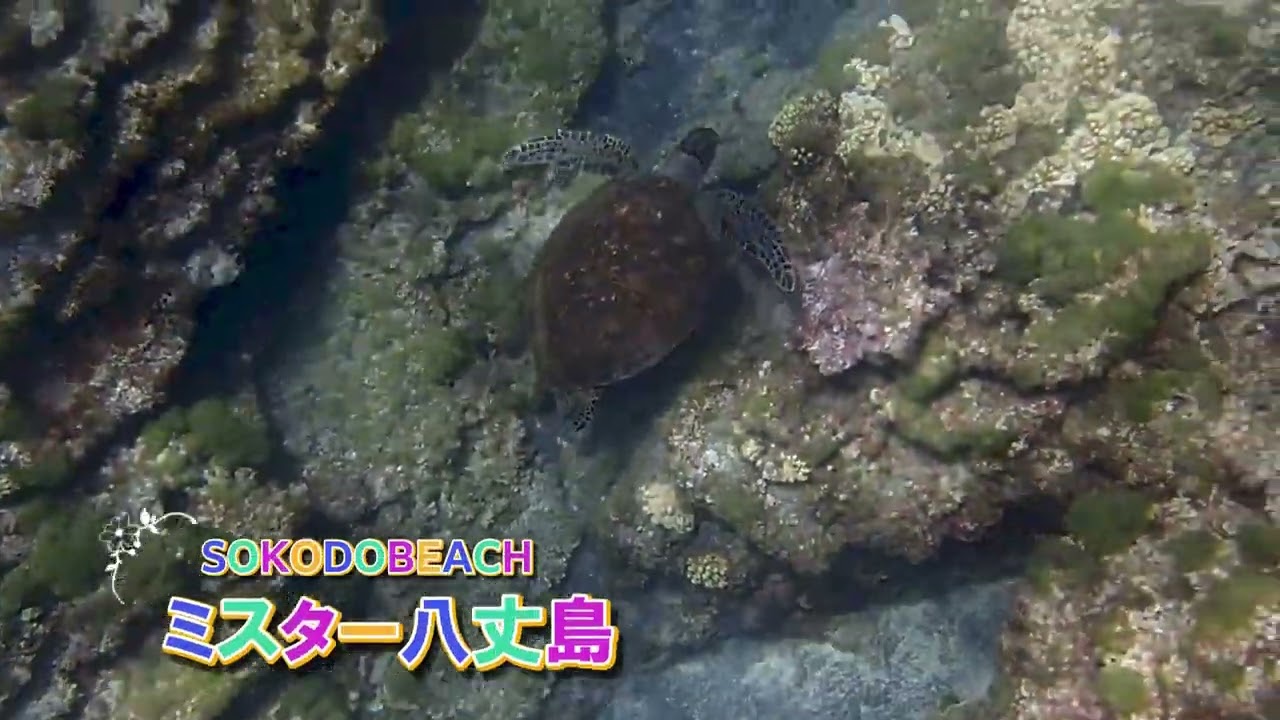 最後のカメ