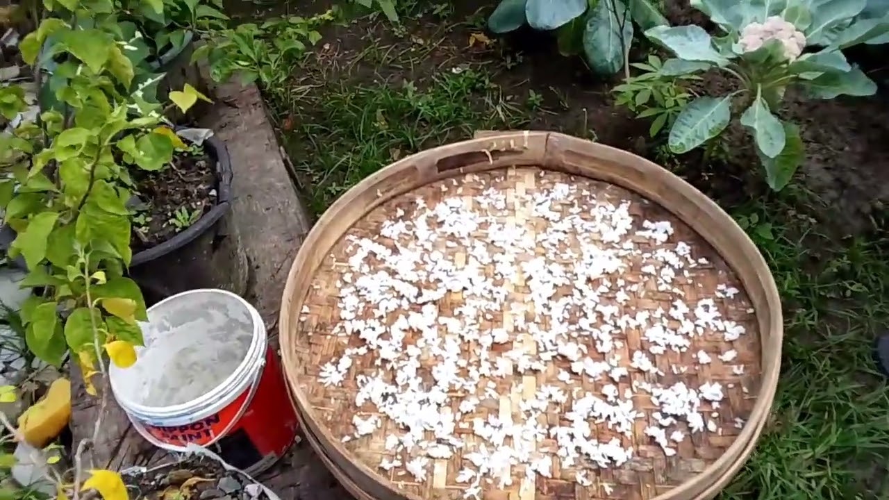 Bapak sedang berkebun🧑‍🌾, menanam singkong🌿