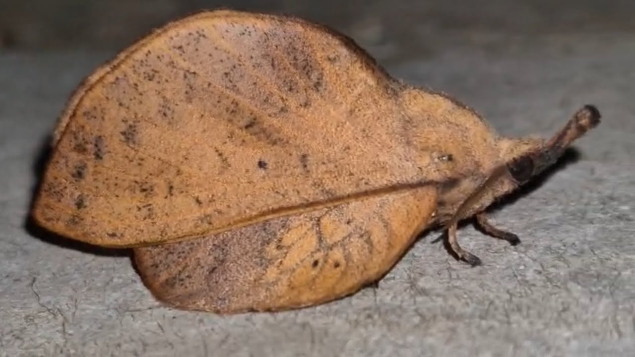 Gastropacha Moth 
