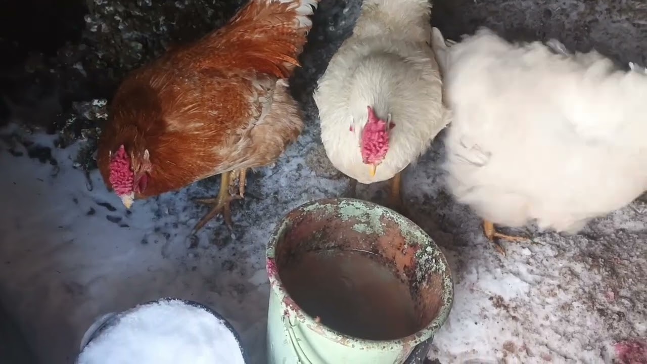 Путь самурая или тропа до курятника зимой.