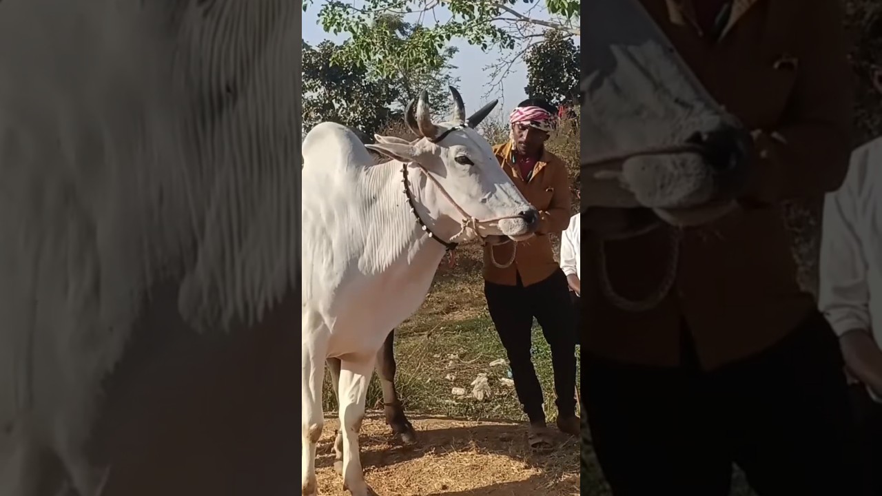 Sakoli shankarpat sakoli pat