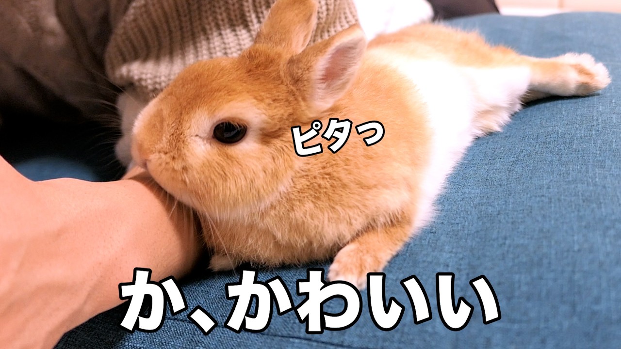 飼い主にピタッと密着してくるうさぎが可愛すぎたので見てほしい