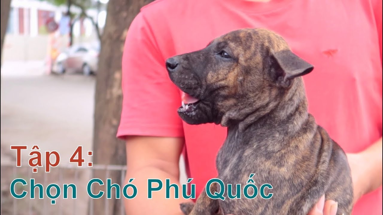 T4: Hiểu Đúng Cụm Từ 