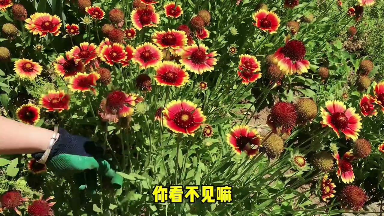 宿根天人菊，花园里最容易种植的花卉之一，这样管理，它能从春天一直开到秋末#Gaillardia #garden #flowers #flower#gardening