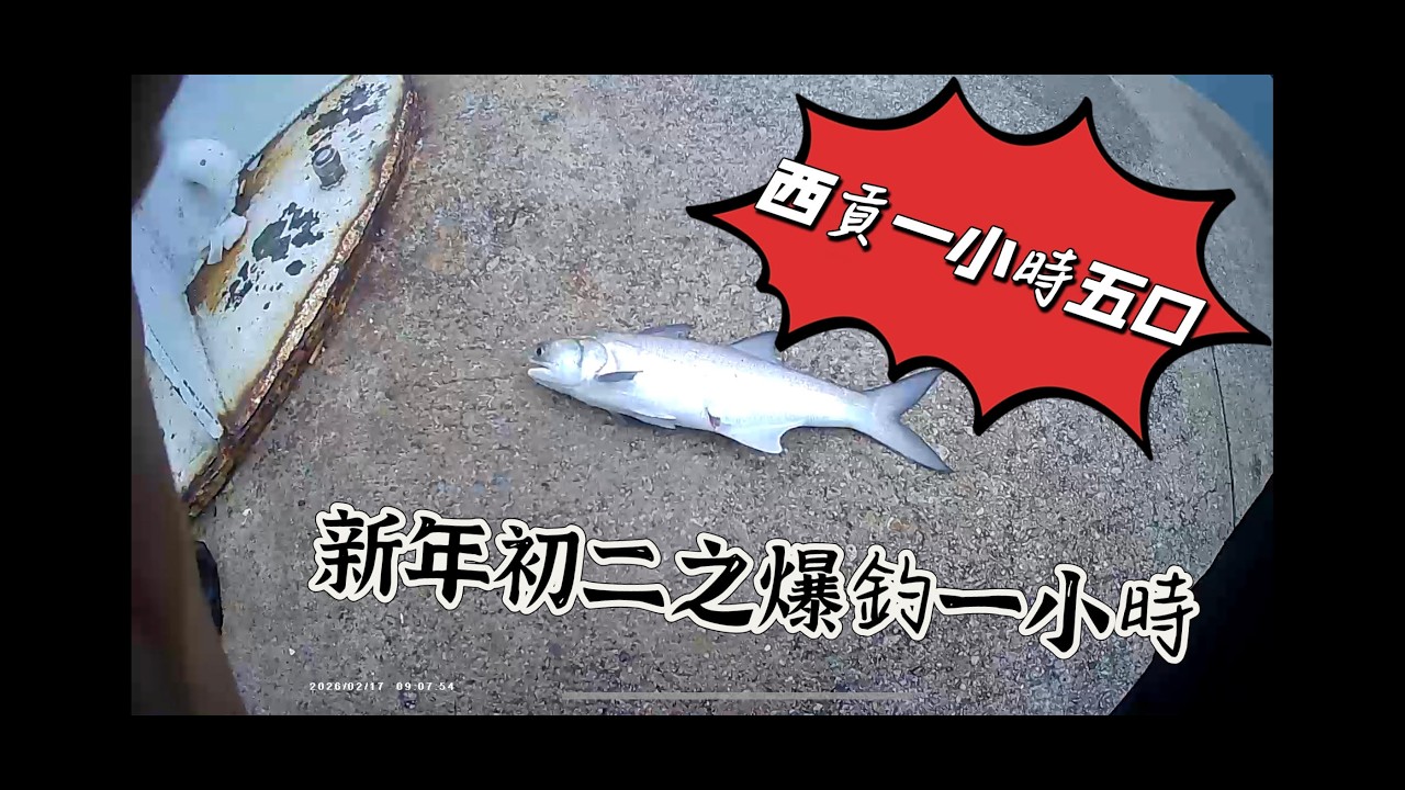 馬年初二搵目標馬友 , 一小時五口 !!! HONG KONG FISHING (Sai Kung Town )