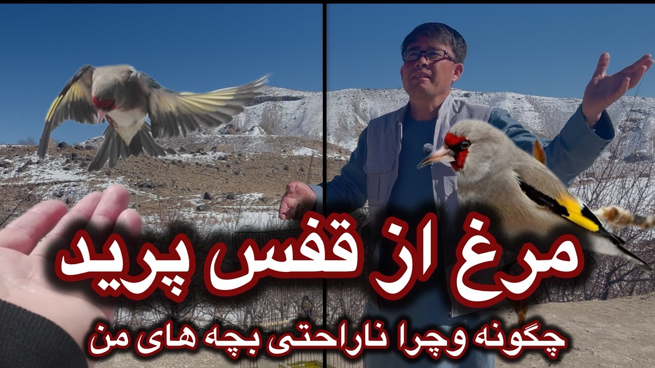 مرغ از قفس پرید چکونه وچرا 
