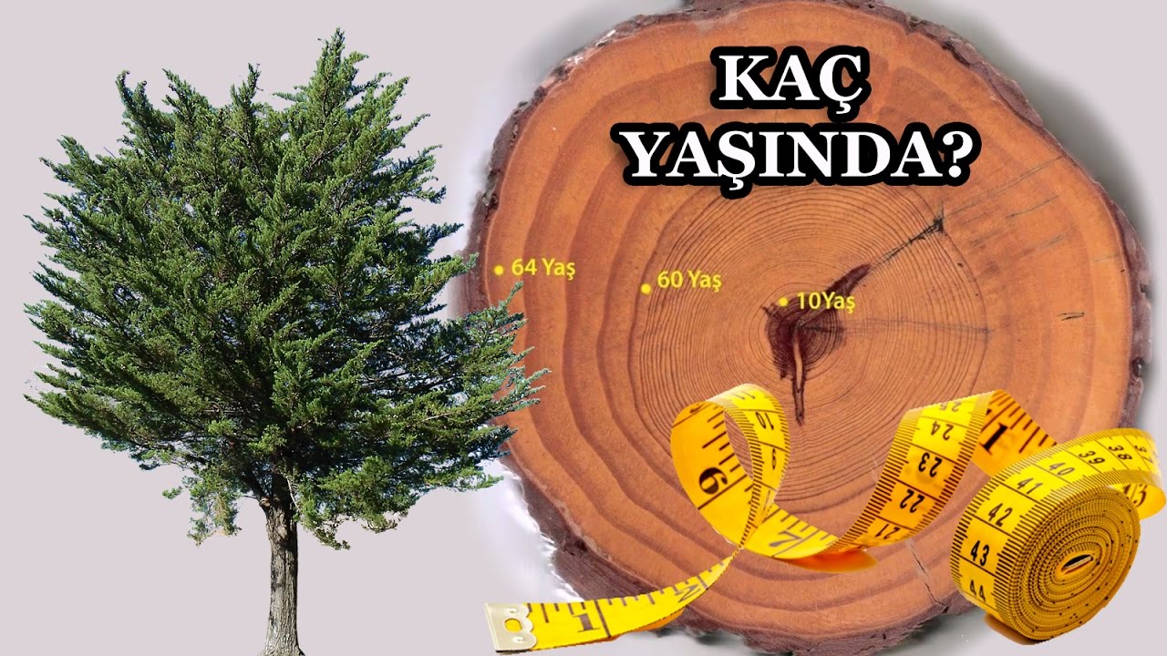 Ağaç Yaşı Nasıl Hesaplanır?