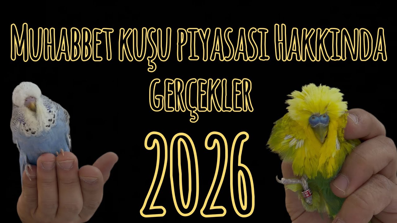 2026 yılı muhabbet kuşu piyasası,fiyatları &tüm gerçekler #muhabbetkuşu #budgerigar #budgies #birds 