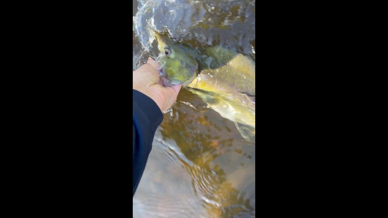 Pink salmon release