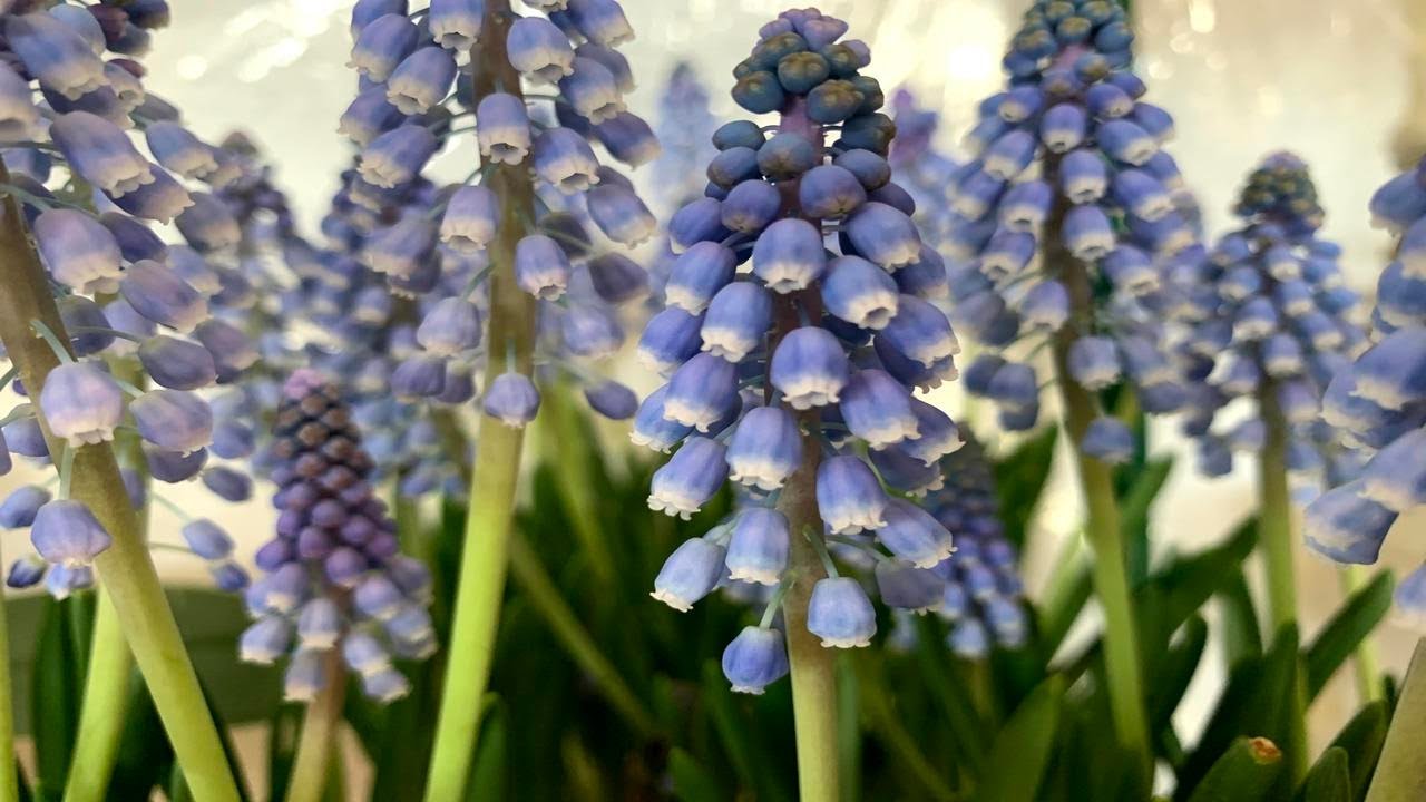 Blue Muscari Plants in Bloom/Flower!!!