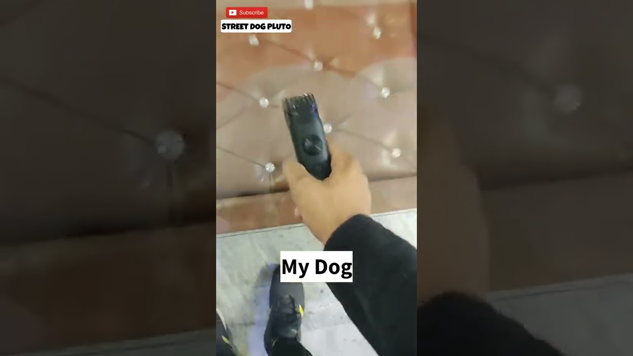 My indian dog is smarter than Husky and Chihuahua