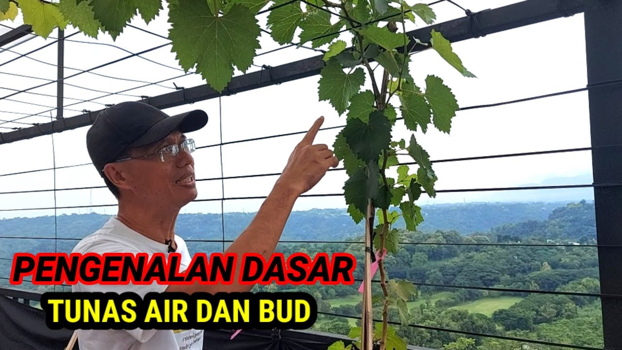 TUNAS AIR DAN BUD Pengenalan Dasar |Cara Tanam Anggur Dalam Pot