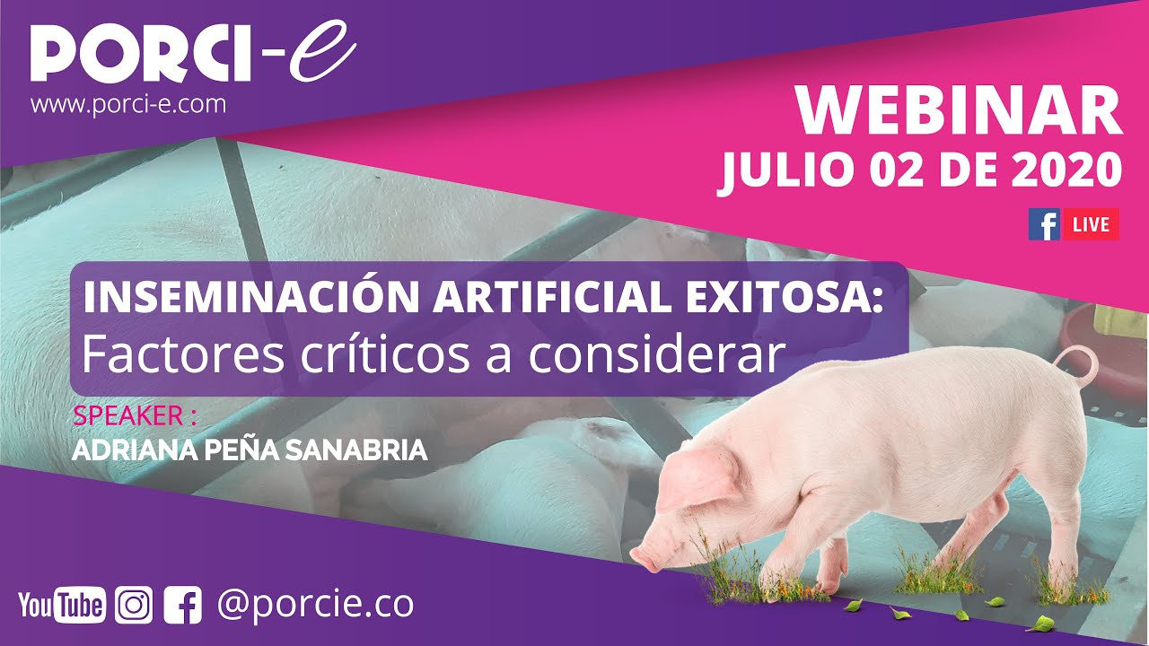 INSEMINACIÓN ARTIFICIAL EXITOSA: Factores críticos a considerar - Porci-e