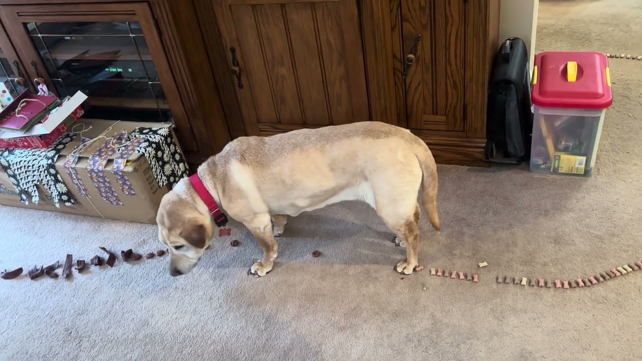 Treat Trail Part 1