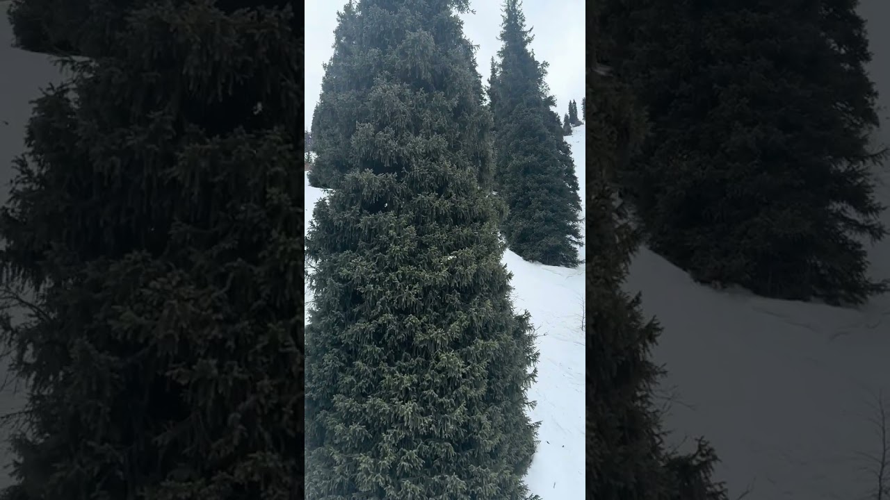 Relaxing Nature Ambience. The cable car of the Ak-Bulak high-mountain resort.