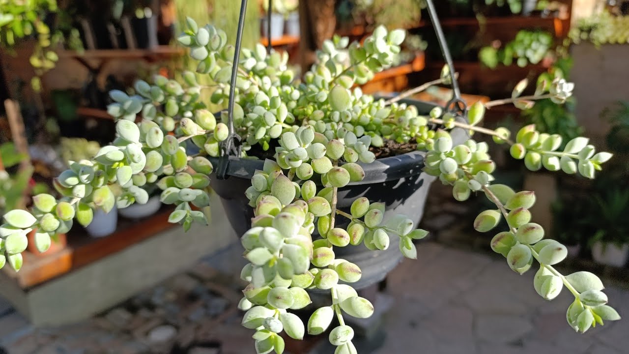 Suculenta popular e rara: As 20 melhores para cultivar no outono/inverno.