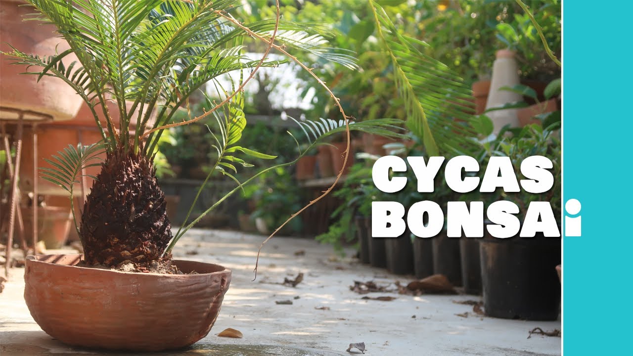 The Easiest Bonsai for Beginners | Sago Palm/Cycas plant Bonsai