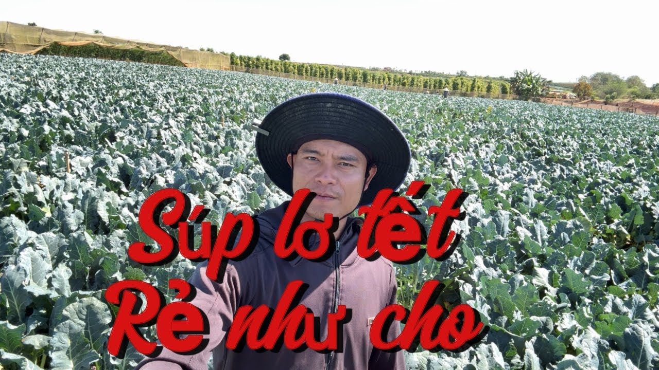 Thu hoạch súp lơ xanh,tết mà giá quá rẻ.năm nay người nông dân mất tết rồi 