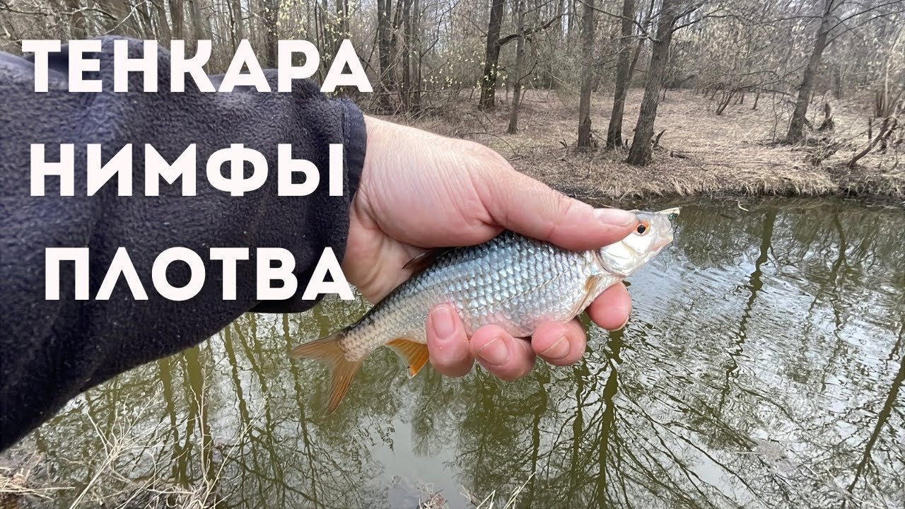 ТЕНКАРА x ПЛОТВА НА НИМФЫ ВЕСНОЙ #117