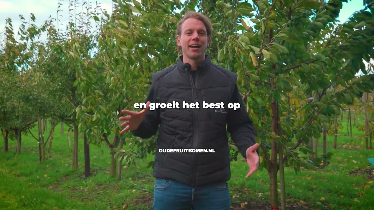 Alles over de Williams Perenboom: Verzorging, Oogst & Smaak