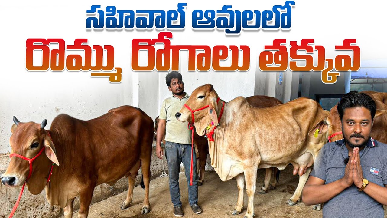 సహివాల్ ఆవులలో రొమ్ము రోగాలు తక్కువ || Pure Breed Sahiwal Cows Price In Hyderabad 