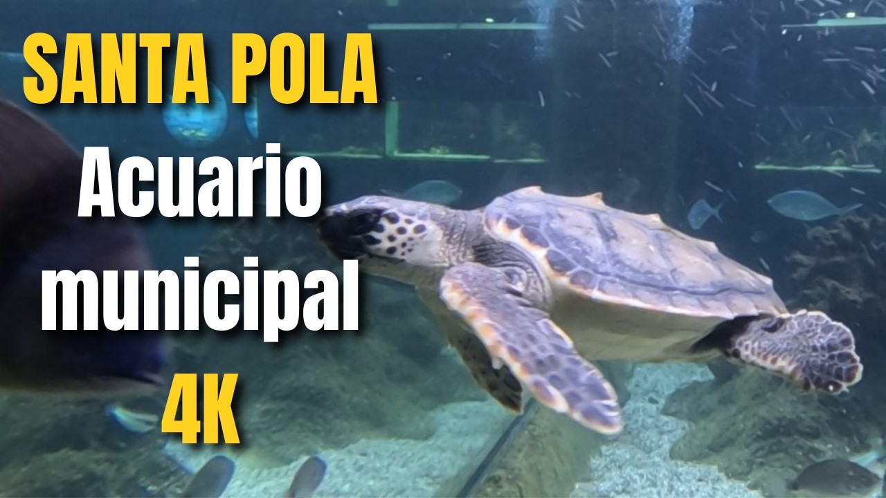 AQUARIUM / AQUARIUM / ACUARIO 🐠 Santa Pola | 4K | Alicante