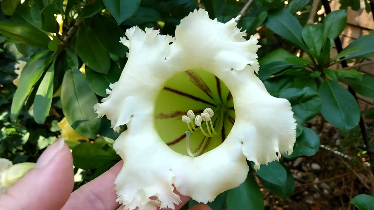 Cup of Gold or Solandra Grandiflora
