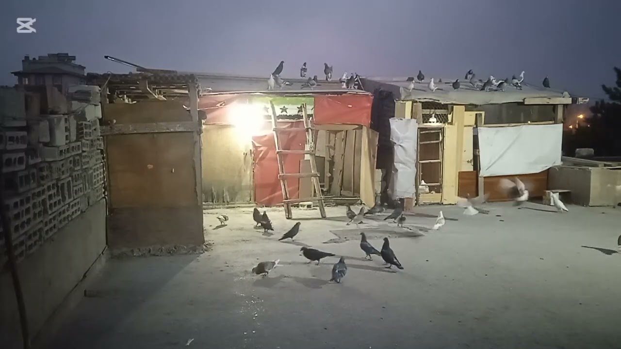 صيد صيد سيكي اسود زاجل.فيديو 🔥🔥🔥شوف العداان يامعلم
