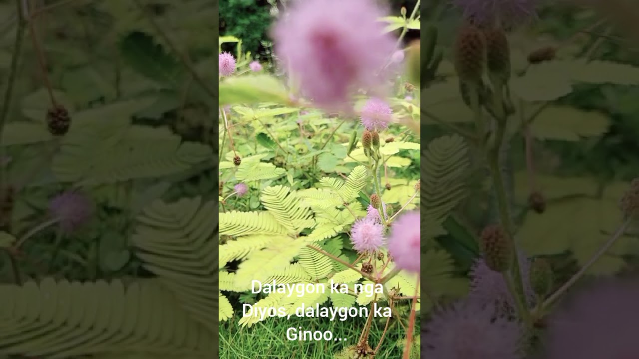 Ikaw ra among Diyos by: Oliver O. Suarez