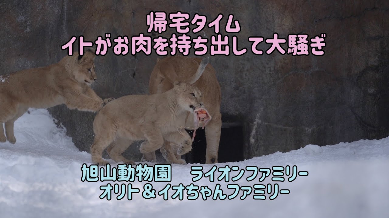 旭山動物園　帰宅タイム　イトがお肉を持ち出し大騒ぎ　オリト＆イオちゃんファミリー　ライオンファミリー