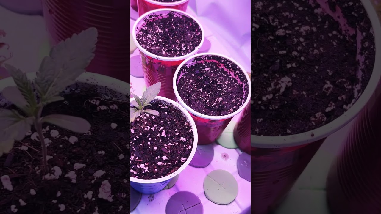 Battle of the Strains: Part 2 - Jelly Breath S1, Blue Dream, Lemon Cherry Gelato! #trending