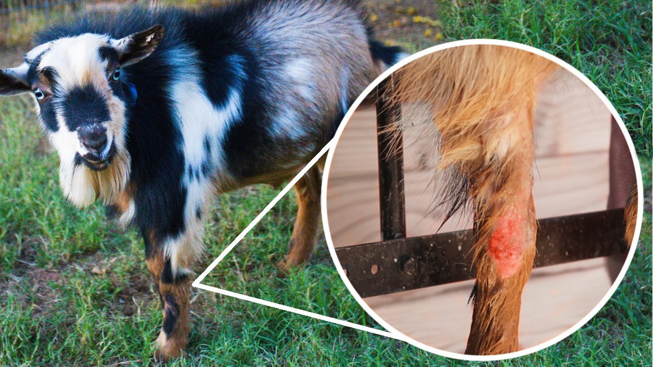 How did our goat BURN his leg?! (Winston has an injury)