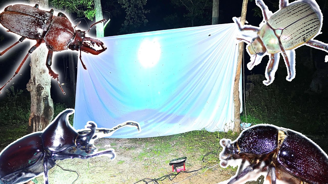 オーストラリアのライトトラップで集まってきたカブトムシやクワガタを全て紹介します