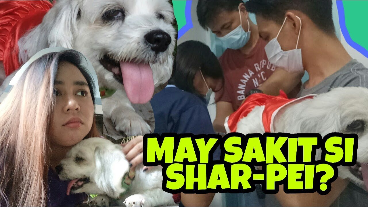ANONG NANGYARE KAY SHAR-PEI?! | Ilocos Vlog