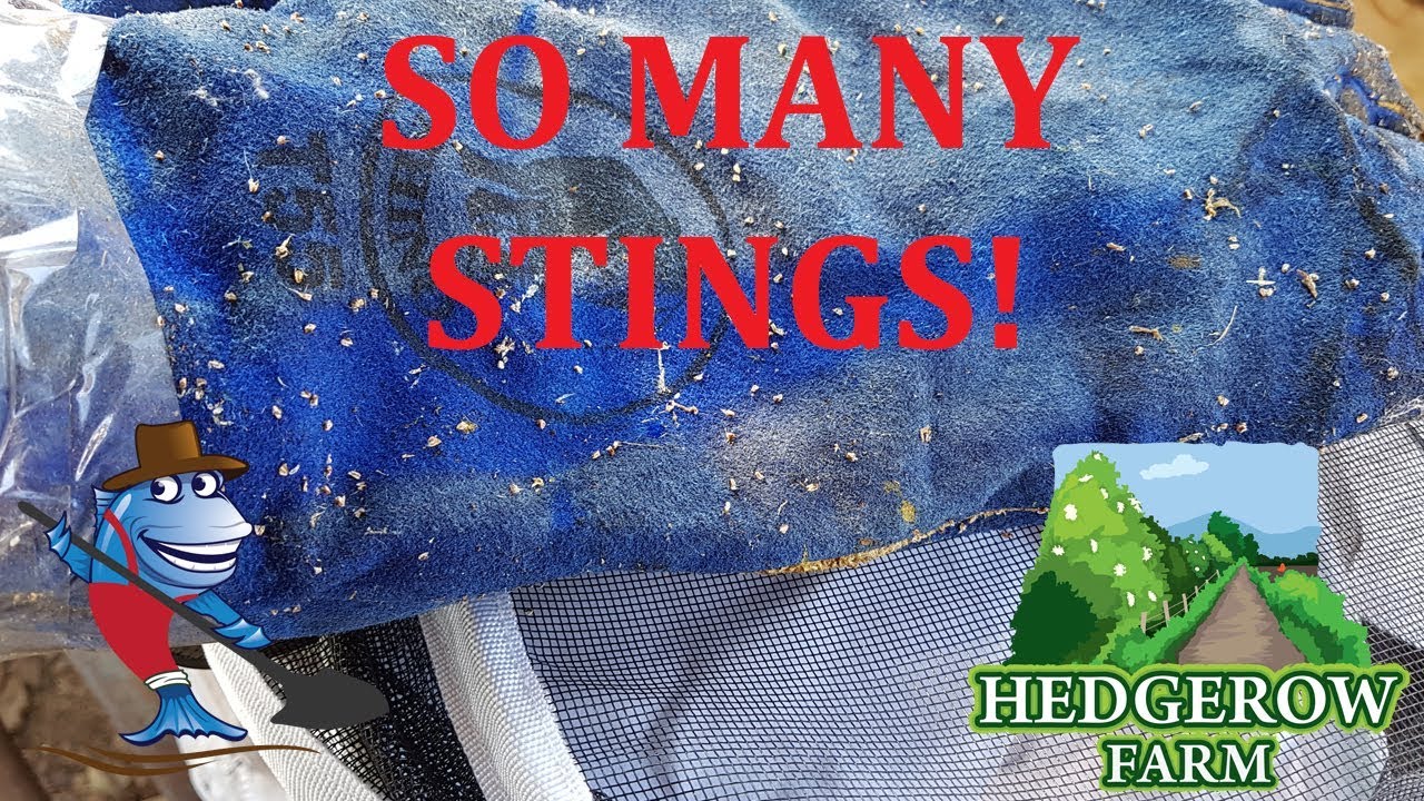 Amazing bee suit versus Crazy Bees!