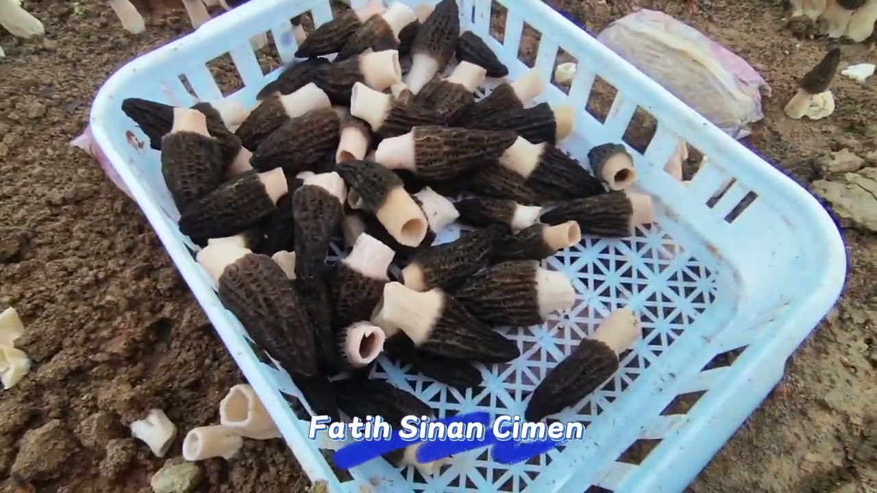 Kuzugöbeği  Devam. #kuzugöbeğimantarı #kuzugöbeğiyetiştiriciliği #morel #morchella #morelmushrooms
