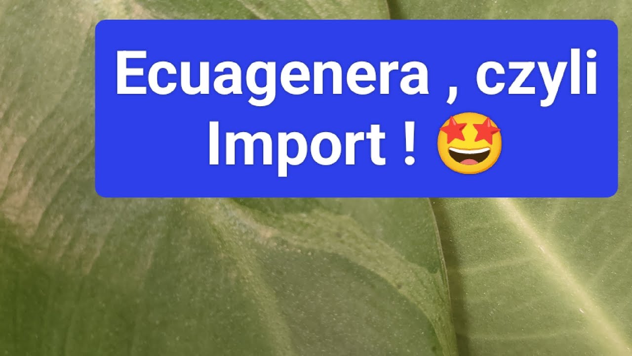 Ecuagenera, czyli import! Philodendron Spiritus - Sancti 