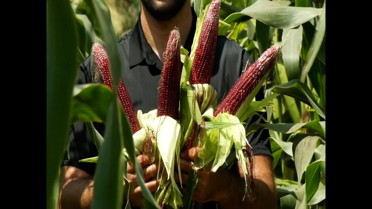الذرة الحمراء تزرع لأول مرة في غزة